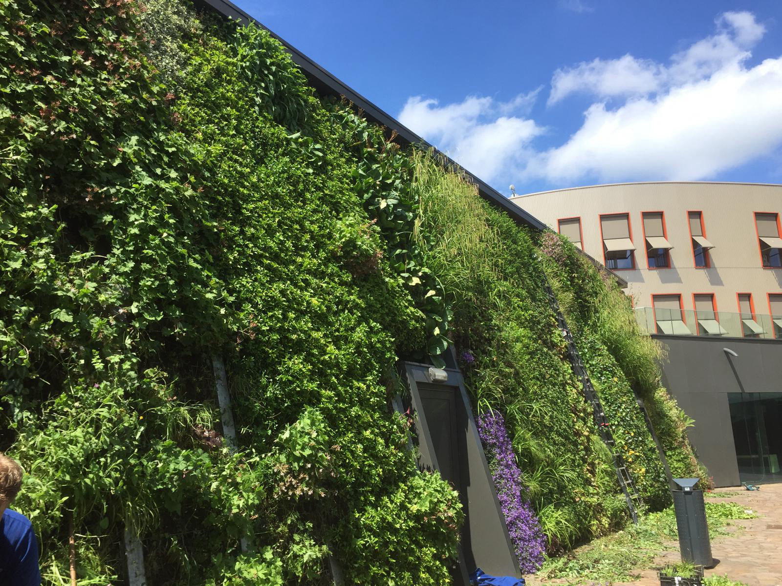 Fassadenbegrünung